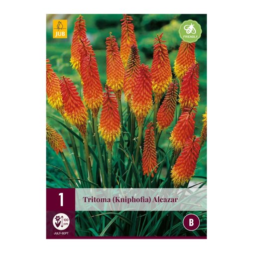 Vuurpijl bol Tritoma Kniphofia Alcazar (zak van 1 stuk)