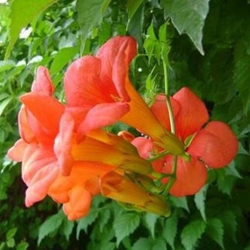 Campsis tagliabuana 'Madame Galen'