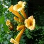 Campsis radicans 'Flava'