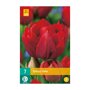 Tulpenbollen Abba (zakje van 7 stuks)