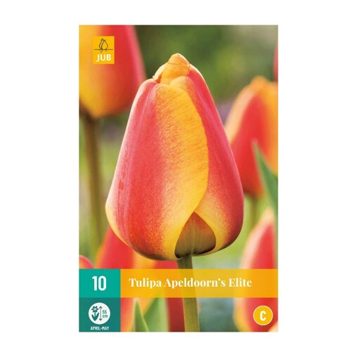 Tulpenbollen Apeldoorns Elite (zakje van 10 stuks)