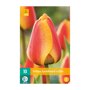 Tulpenbollen Apeldoorns Elite (zakje van 10 stuks)