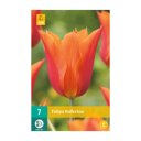 Tulpenbollen Ballerina (zakje van 7 stuks)