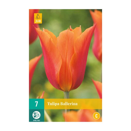 Tulpenbollen Ballerina (zakje van 7 stuks)