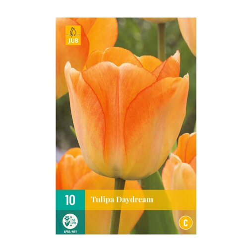 Tulpenbollen Daydream (zakje van 10 stuks)