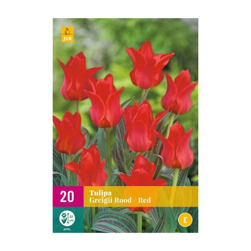 Tulpenbollen Greigii Rood (XXL zak 20 stuks)