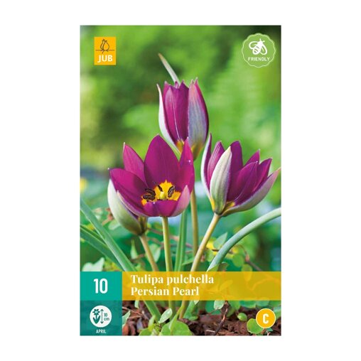 Tulpenbollen Persian Pearl (zakje van 10 stuks)