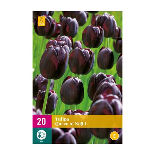 Tulpenbollen Queen Of Night (XXL zak 20 stuks)