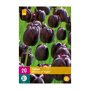 Tulpenbollen Queen Of Night (XXL zak 20 stuks)