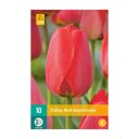Tulpenbollen Red Impression (zakje van 10 stuks)