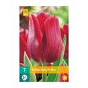 Tulpenbollen Ruby Prince (zakje van 7 stuks)