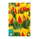 Tulpenbollen Stresa (zakje van 7 stuks)