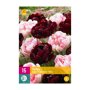 Tulpenbollen Sweet Desire Mix (XXL zak 15 stuks)