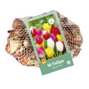 Tulpenbollen Triumph Mix (netzak 50 stuks)