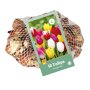Tulpenbollen Triumph Mix (netzak 50 stuks)