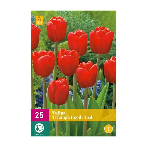 Tulpenbollen Triumph Rood (XXL zak 25 stuks)