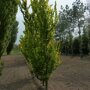 Ulmus 'Columella'