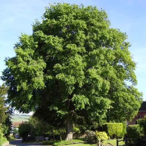 Ulmus laevis