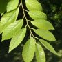 Ulmus 'Sapporo Autumn Gold'
