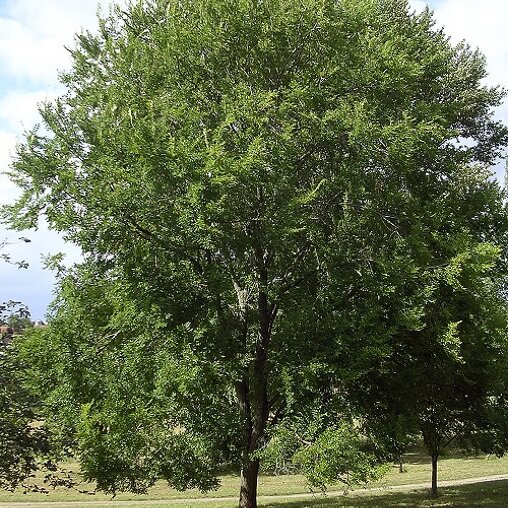 Ulmus 'Sapporo Autumn Gold'