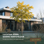Gele valse Christusdoorn