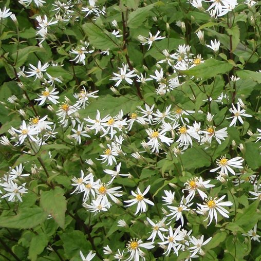 Aster divaricatus