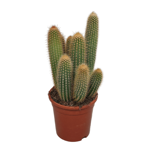 Vatricania guentheri in 17 cm pot