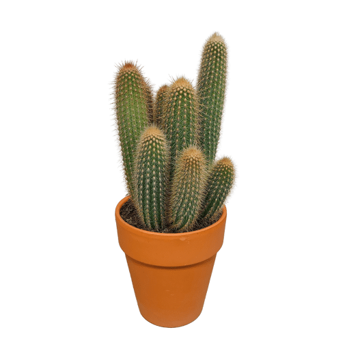 Vatricania guentheri in terra 17 cm pot