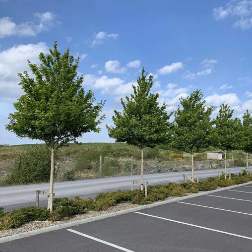 Acer campestre 'Huiber's Elegant'