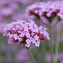 Verbena bonariensis