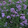 Verbena bonariensis 'Lollipop'