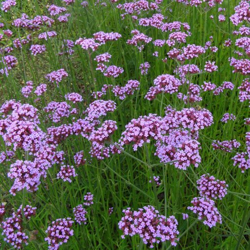 Verbena bonariensis