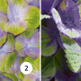Hydrangea macrophylla 'Magical Amethyst'