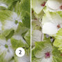 Hydrangea macrophylla 'Magical Noblesse'
