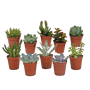 Vetplanten mix 10 stuks in 5,5 cm pot