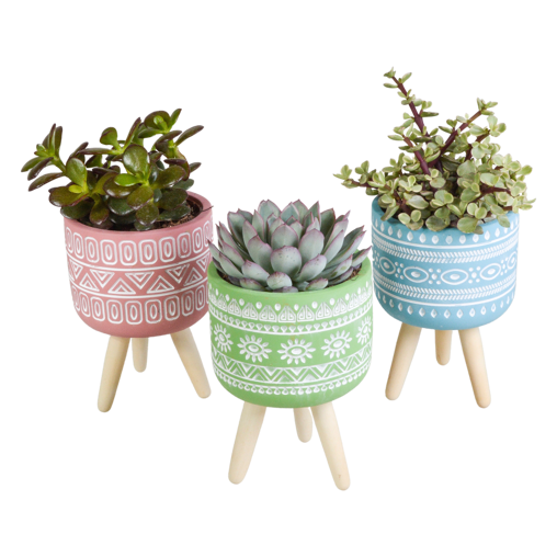 Vetplanten mix 3 stuks in gekleurde 10,5 cm betonpot op 3 pootjes