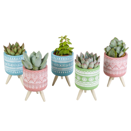 Vetplanten mix 5 stuks in gekleurde 5,5 cm betonpot op pootjes