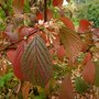 Viburnum bodnantense Dawn blad herfst