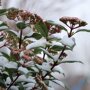 Bloemen van de Viburnum in de winter