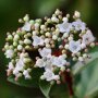 Bloemen van de Viburnum