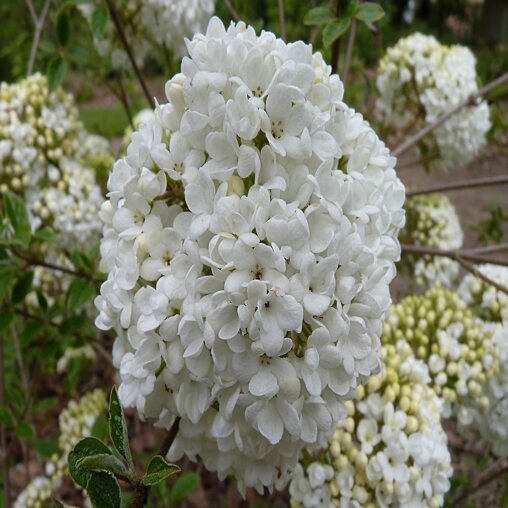 Viburnum 'Eskimo'