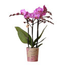 Vienna orchidee paarsroze