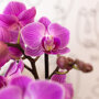 Vienna orchidee paarsroze