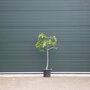 Ficus carcia stamdikte 12 - 14 cm + totaalhoogte 125 - 150 cm