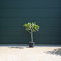 Ficus carcia stamdikte 8 - 10 cm + totaalhoogte 125 - 150 cm