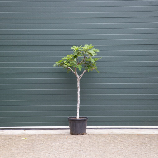 Ficus carcia stamdikte 10 - 12 cm + totaalhoogte 125 - 150 cm