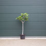 Ficus carcia stamdikte 10 - 12 cm + totaalhoogte 125 - 150 cm