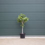 Ficus carcia stamdikte 14 - 16 cm + totaalhoogte 140 - 165 cm