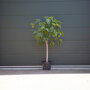 Ficus carcia stamdikte 16 - 18 cm + totaalhoogte 150 - 175 cm