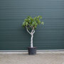 Ficus carcia stamdikte 18 - 20 cm + totaalhoogte 150 - 175 cm